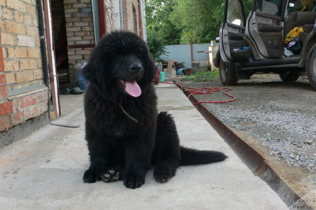 Фото: ньюфаундленд Серафима Сказочная Фея