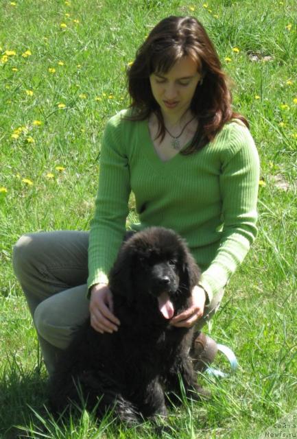 Фото: ньюфаундленд Лунная Красавица, Мария Короткина