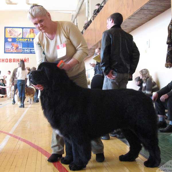 Фото: ньюфаундленд Фиаметтахауз Галахад Рыцарь Грааля (Fiamettahauz Galahat Rytsar' Graalia)