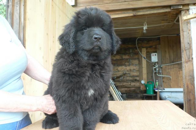 Фото: ньюфаундленд Серафима Сказочная Фея