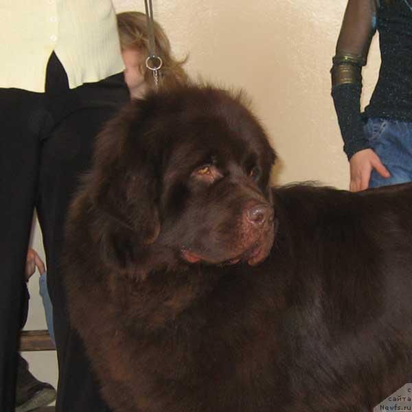 Фото: ньюфаундленд Севертан Портос Сын Принцессы