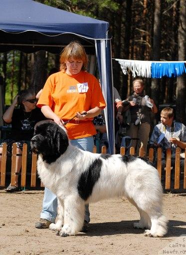 Фото: Наталия Снигирева, ньюфаундленд Супер Бизон Батон