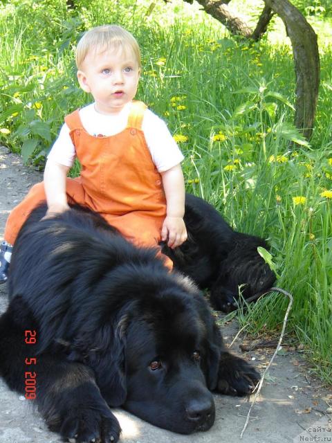 Фото: ньюфаундленд Арманьяк Души Моей