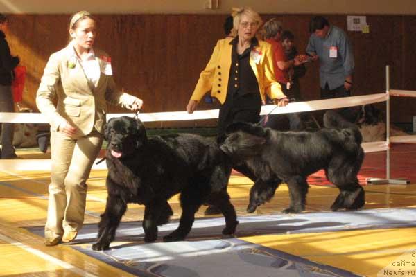 Фото: ньюфаундленд Акватория Келвин Голден Спирит (Aquatoriya Kelvin Golden Spirit), ньюфаундленд Плюшевая Панда Ванесса Мэй (Plushevaya Panda Vanessa Mey)