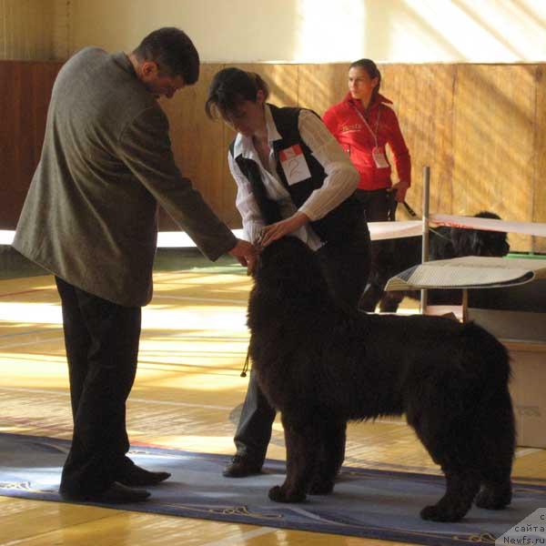 Фото: ньюфаундленд Элерон Браун (Eleron Brown)