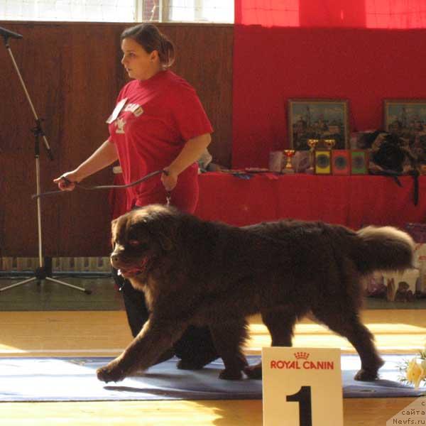 Фото: ньюфаундленд Севертан Портос Сын Принцессы