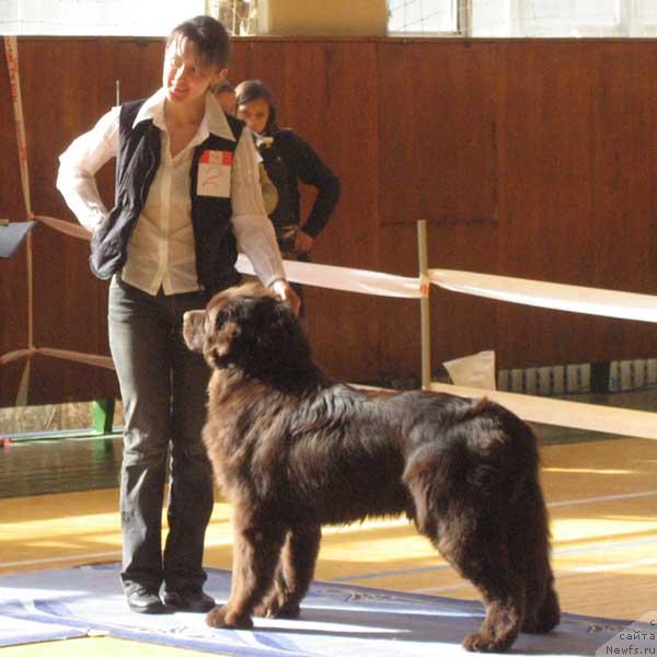 Фото: ньюфаундленд Элерон Браун (Eleron Brown)