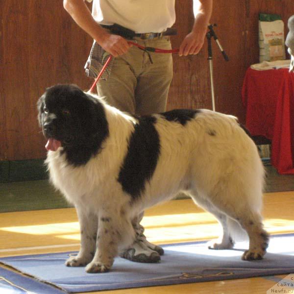 Фото: ньюфаундленд Jobears Faraon