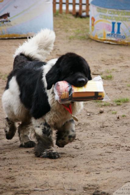Фото: ньюфаундленд Супер Бизон Арго (Super Bizon Argo)