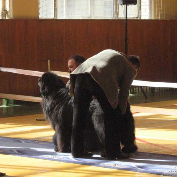 Фото: ньюфаундленд Доджер от Сибирского Медведя (Dodger ot Sibirskogo Medvedja)