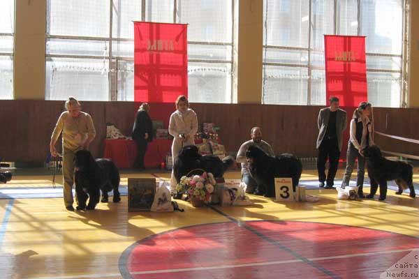 Фото: ньюфаундленд Фиаметтахауз Галахад Рыцарь Грааля (Fiamettahauz Galahat Rytsar' Graalia), ньюфаундленд Жезл Победителя от Сибирского Медведя, ньюфаундленд Доджер от Сибирского Медведя (Dodger ot Sibirskogo Medvedja), ньюфаундленд Элерон Браун (Eleron Brown)