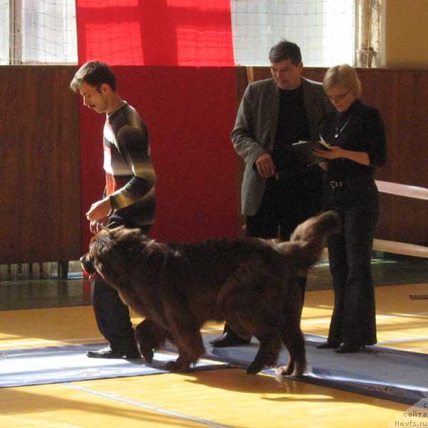 Фото: ньюфаундленд Лесная Сказка Ника Прекрасная