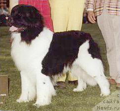 Фото: ньюфаундленд Topmast's Pied Piper