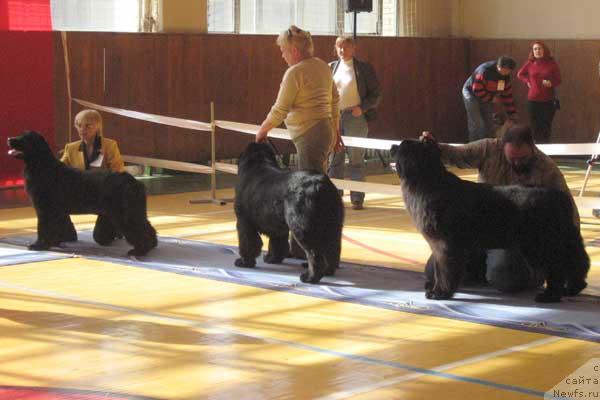 Фото: ньюфаундленд Плюшевая Панда Ванесса Мэй (Plushevaya Panda Vanessa Mey), ньюфаундленд Фиаметтахауз Галахад Рыцарь Грааля (Fiamettahauz Galahat Rytsar' Graalia), ньюфаундленд Жемчужина Ростова с Берега Дона (Zhemchuzhina Rostova s Berega Dona)