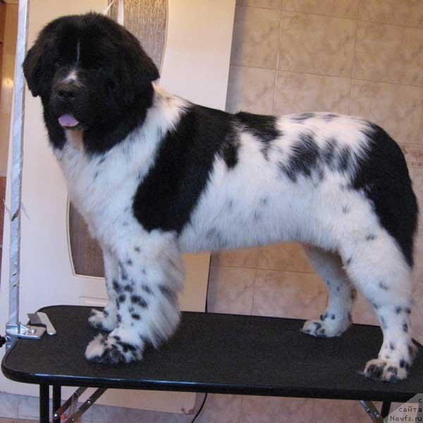 Фото: ньюфаундленд Плюшевая Панда Дениза для Берега Дона (Plushevaya Panda Deniza Dlja  Berega Dona)