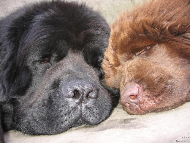 Фото: ньюфаундленд Paloma Morning Star Almas-Alana, ньюфаундленд Лаэрт Биг Френд (Laert Big Friend)