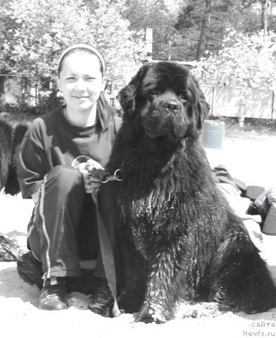 Фото: ньюфаундленд Лаэрт Биг Френд (Laert Big Friend)