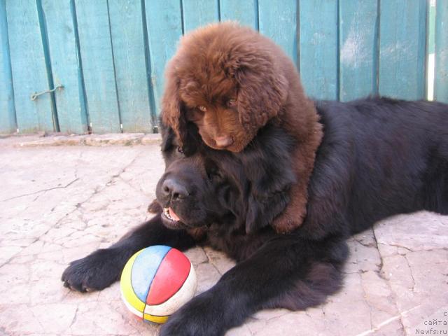 Фото: ньюфаундленд Paloma Morning Star Almas-Alana, ньюфаундленд Лаэрт Биг Френд (Laert Big Friend)