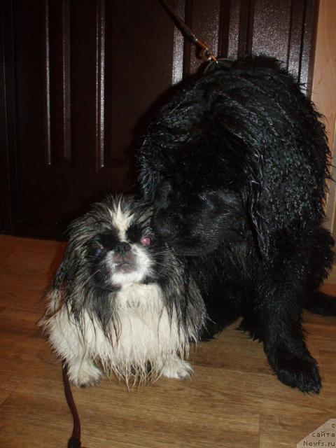 Фото: ньюфаундленд Формула Любви от Сибирского Медведя