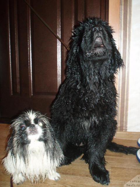 Фото: ньюфаундленд Формула Любви от Сибирского Медведя