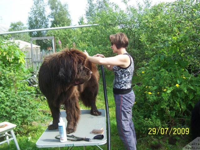 Фото: ньюфаундленд Фанньюф Госпожа Удача (Funnewf Gospozha Udacha), Ольга Королева