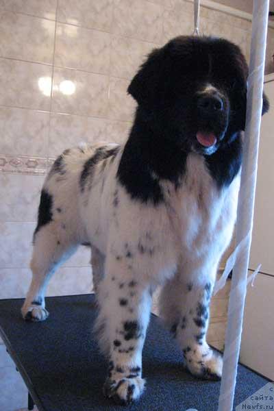 Фото: ньюфаундленд Плюшевая Панда Дениза для Берега Дона (Plushevaya Panda Deniza Dlja  Berega Dona)