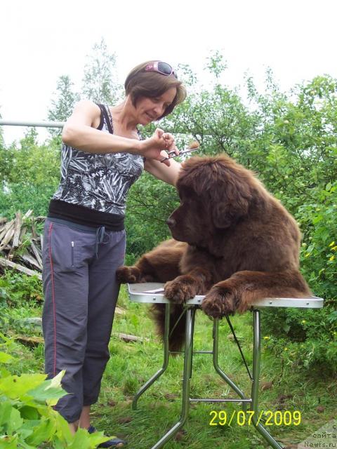 Фото: ньюфаундленд Фанньюф Госпожа Удача (Funnewf Gospozha Udacha), Ольга Королева