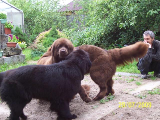 Фото: ньюфаундленд Бегущая по Волнам Вся Такая Растакая (Beguschaya po Volnam Vsya Takaya Rastakaya), ньюфаундленд Фанньюф Госпожа Удача (Funnewf Gospozha Udacha)