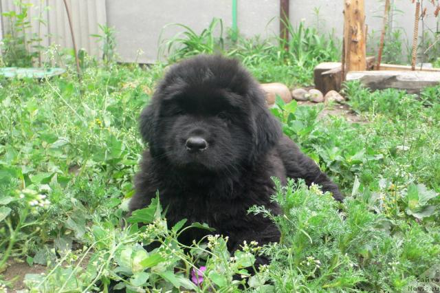 Фото: ньюфаундленд Санта Эсмеральда