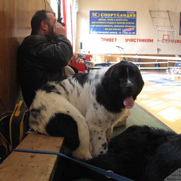 Фото: ньюфаундленд Плюшевая Панда Дениза для Берега Дона (Plushevaya Panda Deniza Dlja  Berega Dona), Кирил Ермаков