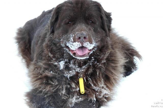 Фото: ньюфаундленд Петер-Беар Лайма Прайд