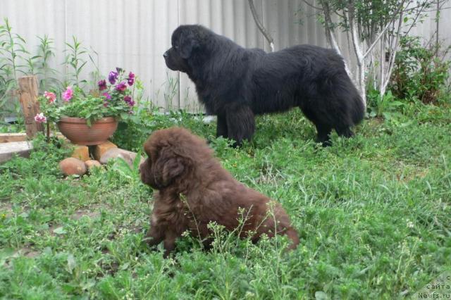 Фото: ньюфаундленд Синдбад Мореход, ньюфаундленд Веридан Звездный Путь