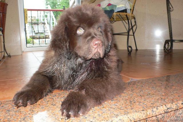 Фото: ньюфаундленд Синдбад Мореход