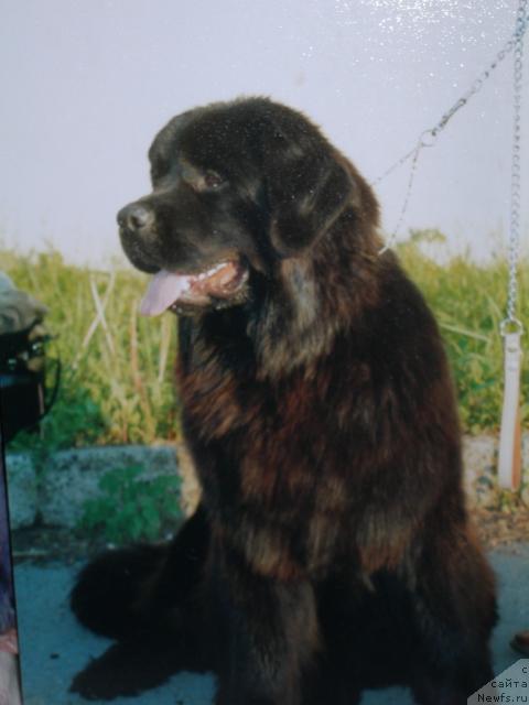 Фото: ньюфаундленд Услада из Золотого Треугольника