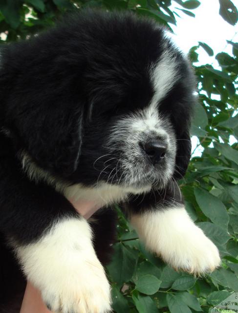 Фото: ньюфаундленд Маг Исполин Лунная Симфония