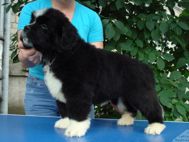 Фото: ньюфаундленд Маг Исполин Лавина (Mag Ispolin Lavina)