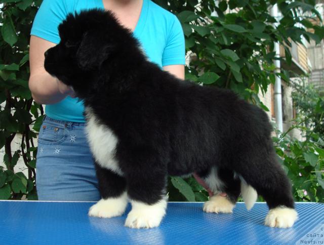 Фото: ньюфаундленд Маг Исполин Лавина (Mag Ispolin Lavina)