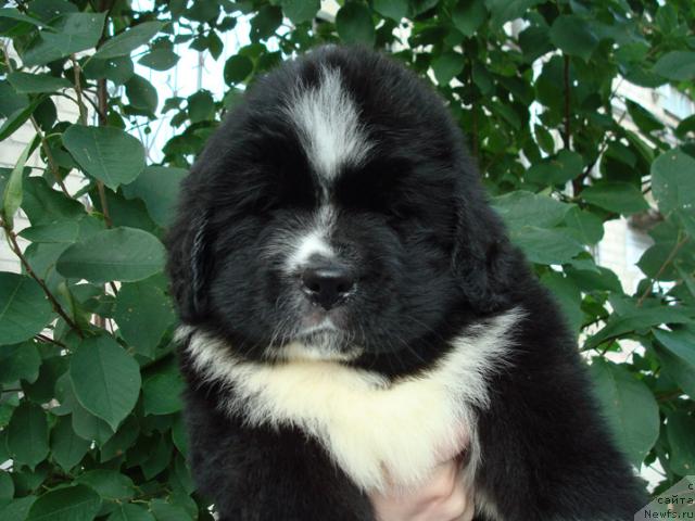 Фото: ньюфаундленд Маг Исполин Лавина (Mag Ispolin Lavina)