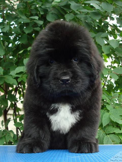 Фото: ньюфаундленд Маг Исполин Лира Любви