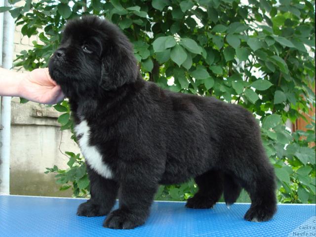 Фото: ньюфаундленд Маг Исполин Лира Любви