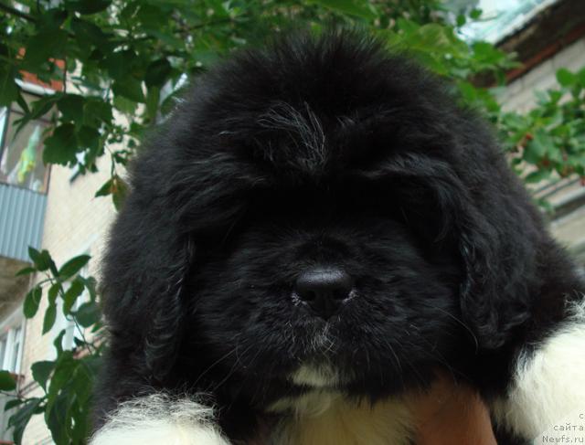 Фото: ньюфаундленд Маг Исполин Любава