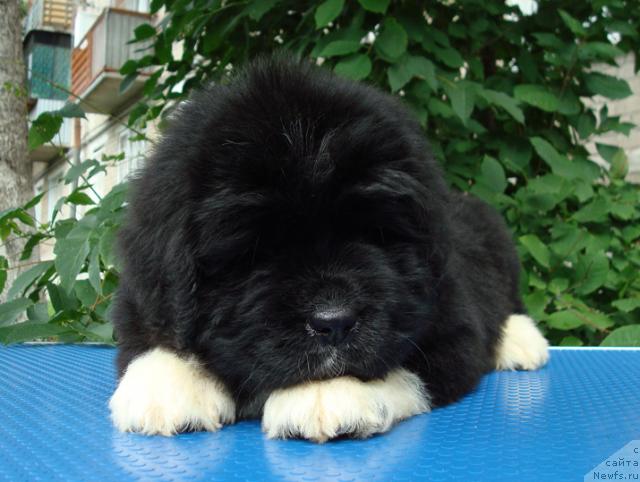 Фото: ньюфаундленд Маг Исполин Любава