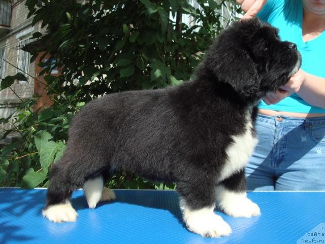 Фото: ньюфаундленд Маг Исполин Любава