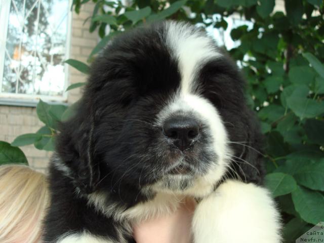 Фото: ньюфаундленд Маг Исполин Любомир