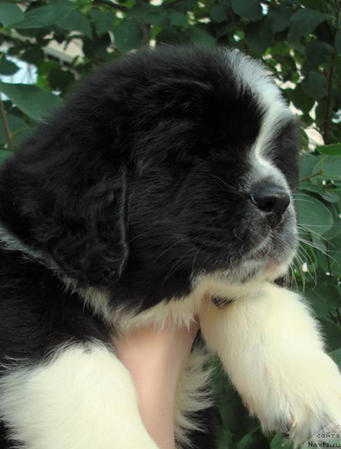 Фото: ньюфаундленд Маг Исполин Любомир