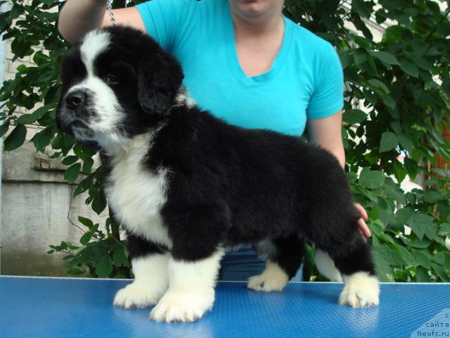 Фото: ньюфаундленд Маг Исполин Любомир