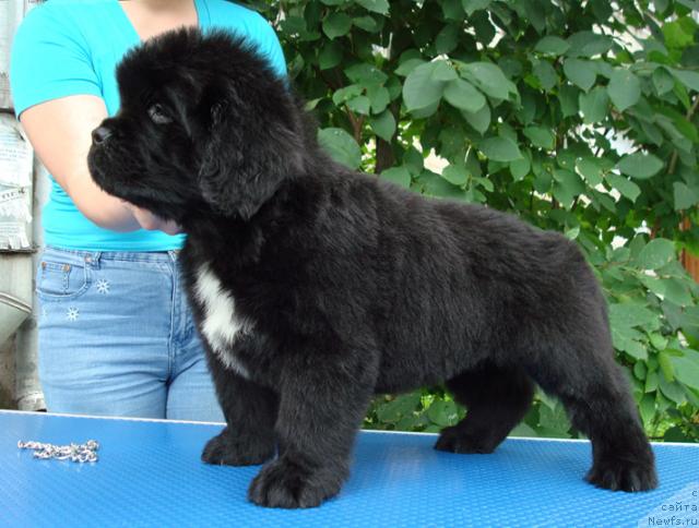 Фото: ньюфаундленд Маг Исполин Лоэнгрин