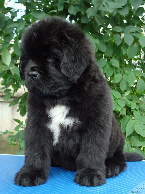 Фото: ньюфаундленд Маг Исполин Лоэнгрин