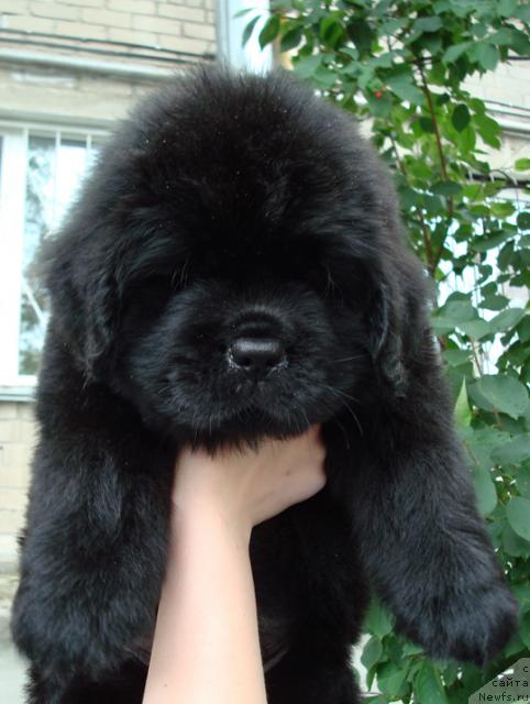 Фото: ньюфаундленд Маг Исполин Лоэнгрин