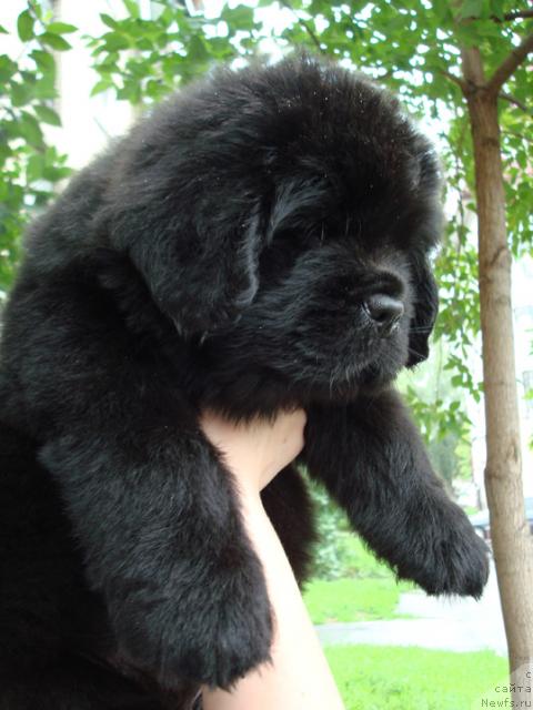 Фото: ньюфаундленд Маг Исполин Лоэнгрин